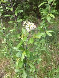 Image result for Tetracera boiviniana