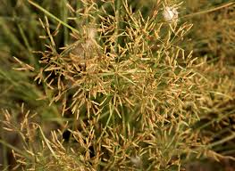 Image result for Fimbristylis bisumbellata