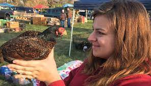 Place the basted cornish hens back into the oven and bake for 50 minutes making sure to baste them every 15 minutes. The Complex Chronicles Of The Cornish Chicken Hobby Farms