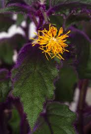 Image result for Gynura pseudochina