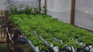 Bagi yang memiliki halaman rumah, akankah ditanamai oleh rumput atau ditutup dengan paving block? 2021 Pohuwato Prioritaskan Pertanian Organik Dulohupa Id