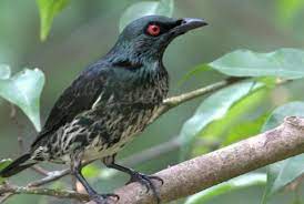 Pasaran Harga Burung Cucak Keling Terbaru Terlengkap 2021