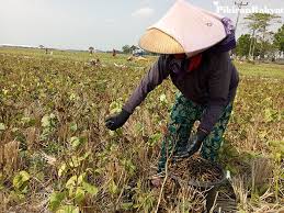Catat Ini Waktu Bercocok Tanam Sesuai Hari Dan Pasaran Berdasarkan Primbon Jawa Portal Sulut