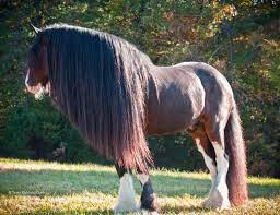 English Shire English Shire Beautiful Horses Horses Shire Horse