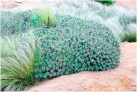 Image result for Antherotoma angustifolia