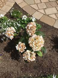 Maybe you would like to learn more about one of these? White Hydrangea Flowers Have Gone Brown Bbc Gardeners World Magazine