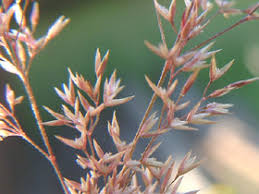 Image result for Agrostis continuata