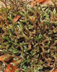 Image result for Selaginella shabaensis