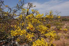 Image result for Acridocarpus chloropterus