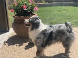We offer 12 australian shepherd puppies for sale in texas. 7 Best Australian Shepherd Breeders In Texas 2021 We Love Doodles
