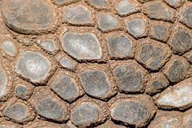 closeup of the skin of an aldabra giant tortoise aldabrachelys テクスチャ 爬虫類