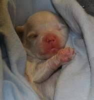 Check spelling or type a new query. Cavapoo F1b Puppies For Sale In Cleves Ohio Classified Americanlisted Com