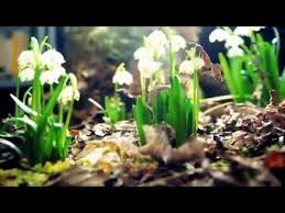 I found a nice version of that tune in mike oldfield's voyager album, but that version is a bit diffrent like you'r one. Mike Oldfield Flowers Of The Forest Youtube