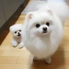 Puppies Heaven On Instagram Stop Wasting My Time Give Me The Food Mom Tag Someone Who In 2020 Cute Dogs And Puppies Cute Funny Animals Cute Pomeranian