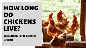 How long your birds will live depends on many different factors — including how well you care. How Long Do Chickens Live Expectancy For 18 Common Breeds