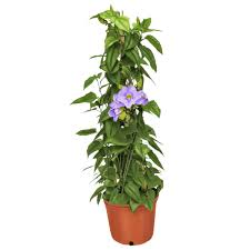 Image result for Thunbergia kirkiana