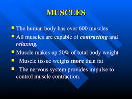 The answer to this question actually depends on the type of muscle. Total Muscles In The Human Body Pin By Valerie Harker On Human Figure Muscle Anatomy Baby Boomer Fitness Massage Therapy Shoulder Adduction Moving The Arm Towards Zaskia Iskandar