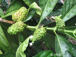Image result for Morinda