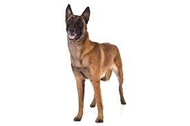 .the american belgian malinois club (abmc) is the single organization recognized by akc as the national parent club. Belgian Malinois Dog Breed Information