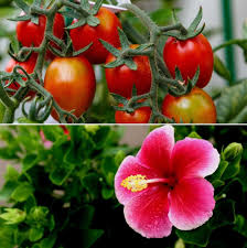 It has fuzzy foliage covered with tiny hair, tinted with brown spots on the edges. Garden Plants In India A Step By Step Guide Gardening Tips