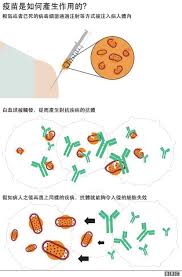 / shrtterstock） 加上bnt疫苗 我國採購量將增至3500萬劑 疫苗被視為解封希望。 台灣目前取得約3,000萬劑疫苗，包含 疫苗不足的國家，讓最多數的人先打一劑，的確可以遏制疫情。 英國疫情嚴峻 拉長疫苗施打間距 增加施打人數 輝瑞bnt疫苗首先在英國開打，很快就出現供應不足的. Https Www Cgmh Org Tw Cgmn Cgmn File 2103011 Pdf