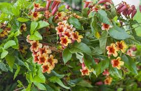 Use them in commercial designs under lifetime, perpetual & worldwide rights. Bignonia Capreolata Cross Vine