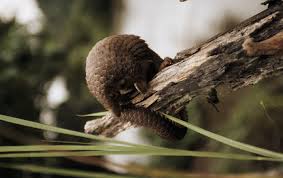 Watch what happens when a top predator attempts to sink its teeth into an impenetrable ball of scales. Covid 19 Caccia Al Segreto Del Pangolino Veicola I Virus Ma Li Tollera