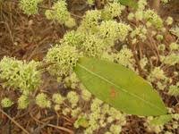 Image result for Rytigynia sp. M