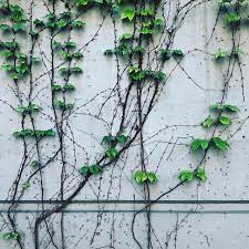 Vines take as long to break as leaves and drop nothing unless collected with shears. Pin Auf Travel