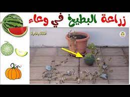 افضل طريقه لزراعه البطيخ و الشمام في اصيص في المنزل 1 grow watermelon at home youtube plants planters planter pots