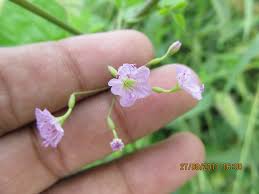 Image result for Commicarpus helenae