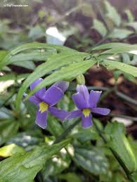 Image result for Thunbergia kirkiana