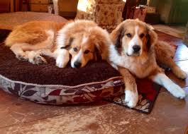 Maybe you would like to learn more about one of these? Bernese Pyrenees Mixes Ruby 3 Years And Copper 7 Months Huge They Resemble Tabor Mountain Dogs Cute Dogs Bernard Dog