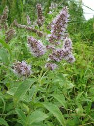 Image result for Mentha longifolia