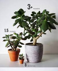 La crassula arborescens debe de estar en una exposición soleada, pero ojo, eso no quiere decir que tengamos que ponerla al sol directo nada más la crassula arborescens, si bien produce semillas las cuales se siembran en macetas con sustrato para cactus en primavera, se multiplica más por. Crassula Ovata The Jade Plant Succulent