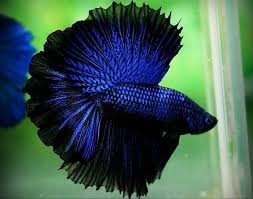 Pin By Desert Dweller On Beta Breeding Betta Fish Betta Betta Fish