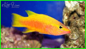 We did not find results for: Pin Di Ikan