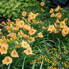 The proper term, herbaceous perennial, applies to plants that die back to the ground in fall then send up fresh growth in the spring. Photo Essay 19 Of The Most Popular Perennials Perennial Resource