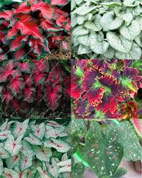 Visit To Buy 20 Pcs Bag Rare Real Thailand Caladium Indoor Plants Seeds Diy Home Garden Supplies Bonzai Seeds 21 Kinds Hot Plant Sale Plants Indoor Plants
