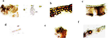 Image result for Secamone stuhlmannii