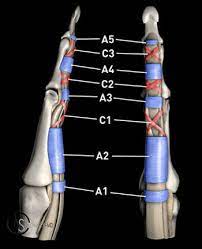 Originates from the inferolateral surface of the fibular shaft. Flexor Tendon Injuries Radsource