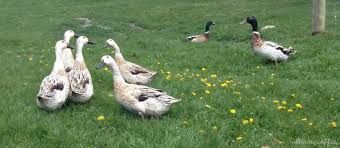 My incubator shown here is a nurture right 360 and i love the visibility as the eggs hatch. Hatching Duck Eggs In An Incubator With High Hatch Rates Salt In My Coffee