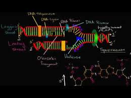 To start the production of a new dna strand. Leading And Lagging Strands In Dna Replication Video Khan Academy