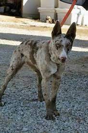Hangin Tree Cowdog Working Dogs Cattle Dog Herding Dogs