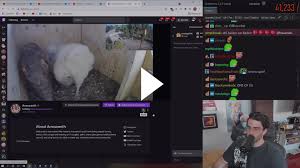 5334 points · 17 hours ago ‌ twitch does not allow a partnered streamer's name in notifications. Hasan Automodded In Amouranth Stream Twitch
