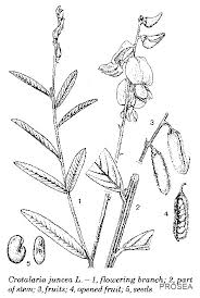 Image result for Crotalaria juncea