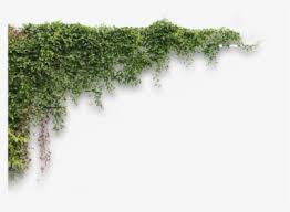 You should test the mortar on stone or brick walls to make sure it is solid before letting climbing plants grow on it. Wall Climbers Plants Png Transparent Png Transparent Png Image Pngitem