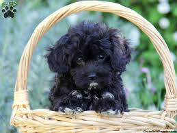 Despite the small size, they can be a fairly sturdy and athletic dog, and normally have quite large personalities 🙂 these small dogs are also great to have in apartments or smaller living spaces as they fit. Cavoodle Full Grown Black