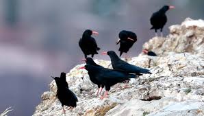 El cuervo de las montañas duerme en las minas | Ideal