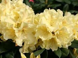 Maybe you would like to learn more about one of these? Rhododendron Goldinetta Rhododendron Hybride Goldinetta Baumschule Horstmann